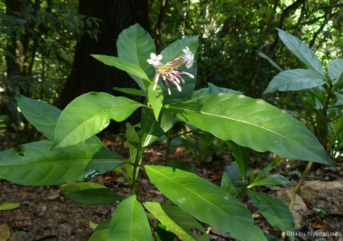 Rauvolfia serpentina (L.) Benth. ex Kurz